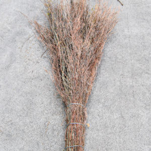 SCOPA ERICA