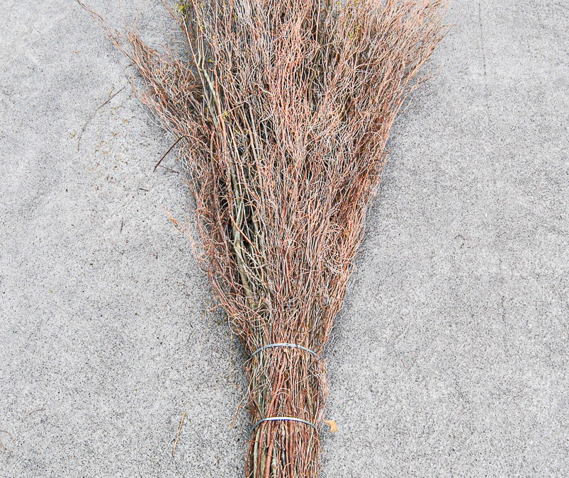 SCOPA ERICA